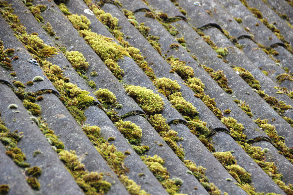 The Hidden Dangers of Roof Algae and How Soft Washing Solves It