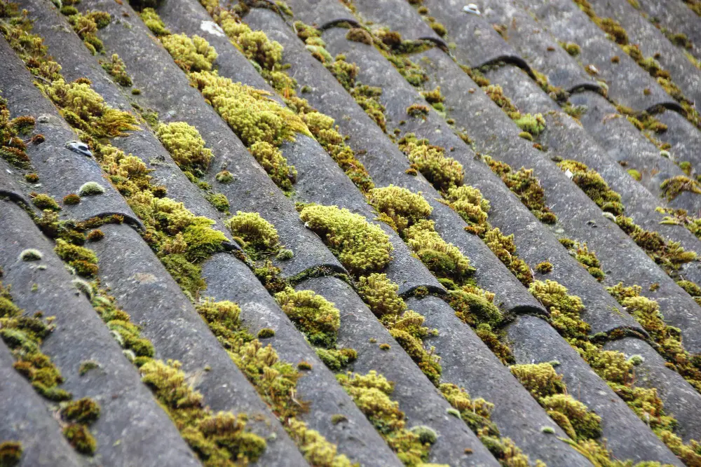 The Hidden Dangers of Roof Algae and How Soft Washing Solves It