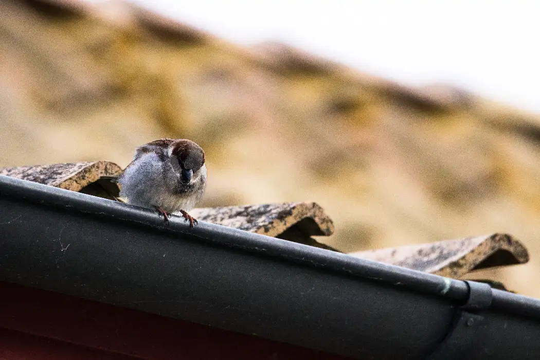 Sparrow resting on a dirty Orlando gutter showing pest activity caused by debris buildup